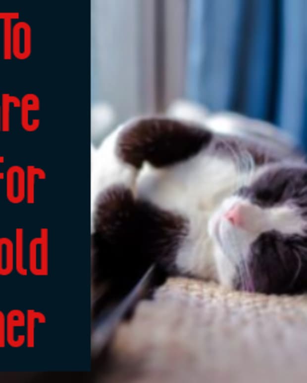 cats-and-the-cold-weather