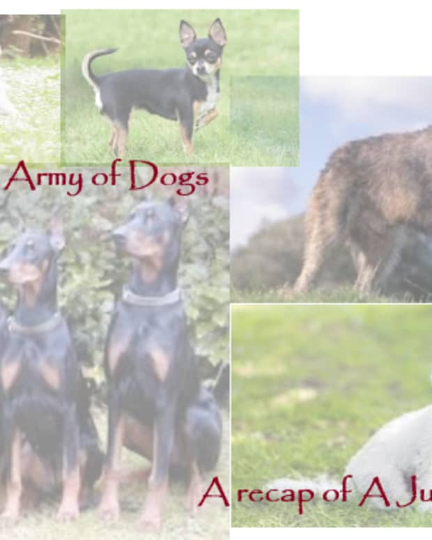 prelude-to-the-army-of-dogs-a-recap-of-a-junkyard-dog-general