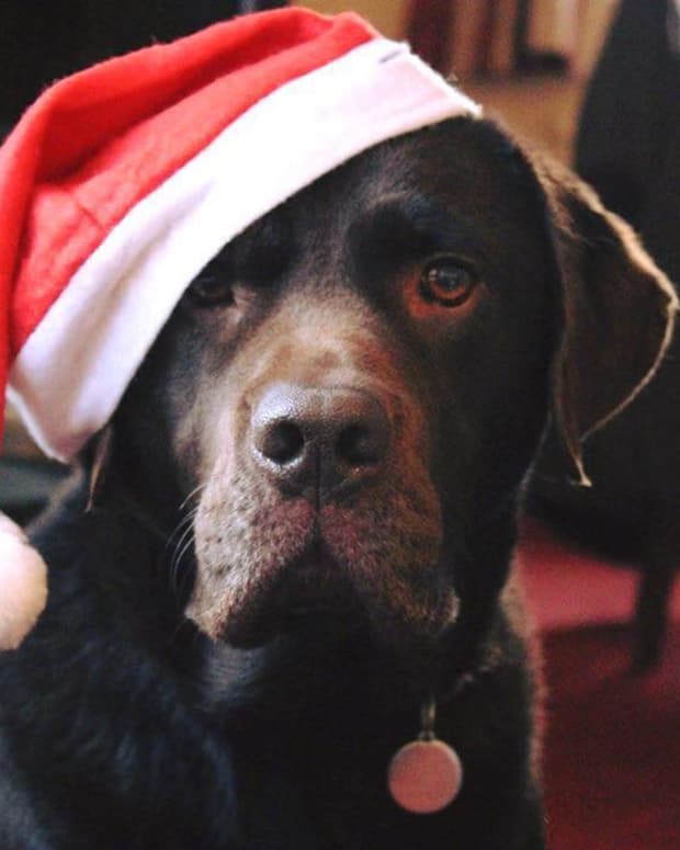 10-ways-christmas-can-be-dangerous-for-your-dog-and-how-to-avoid-them