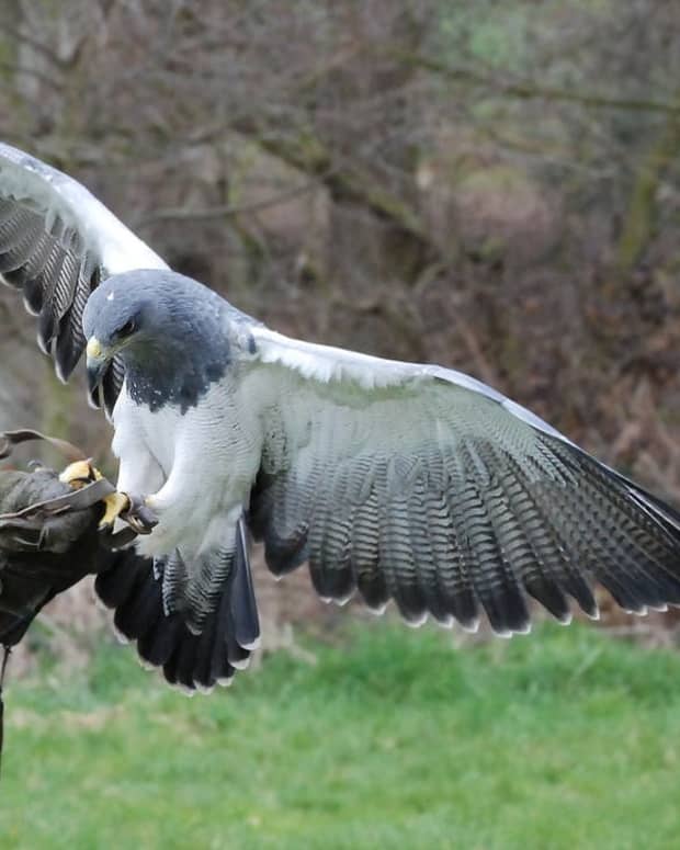11-facts-about-the-most-ancient-sport-falconry