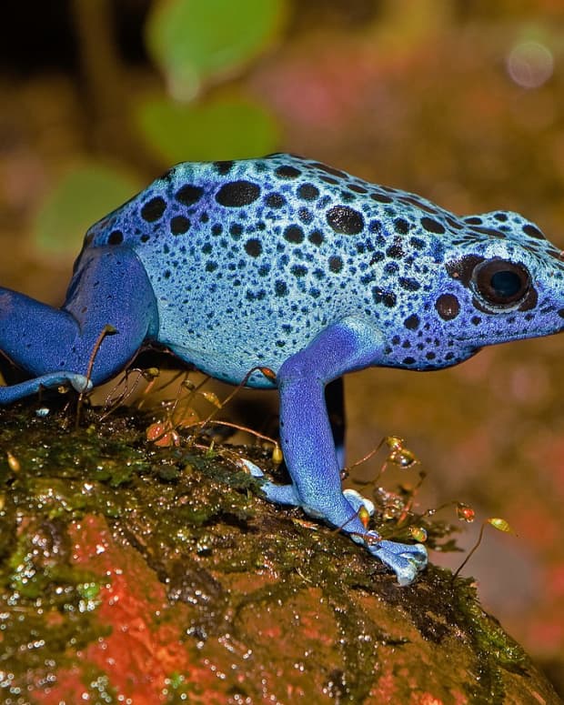 colorful-frogs-amphibian-photos-and-interesting-facts