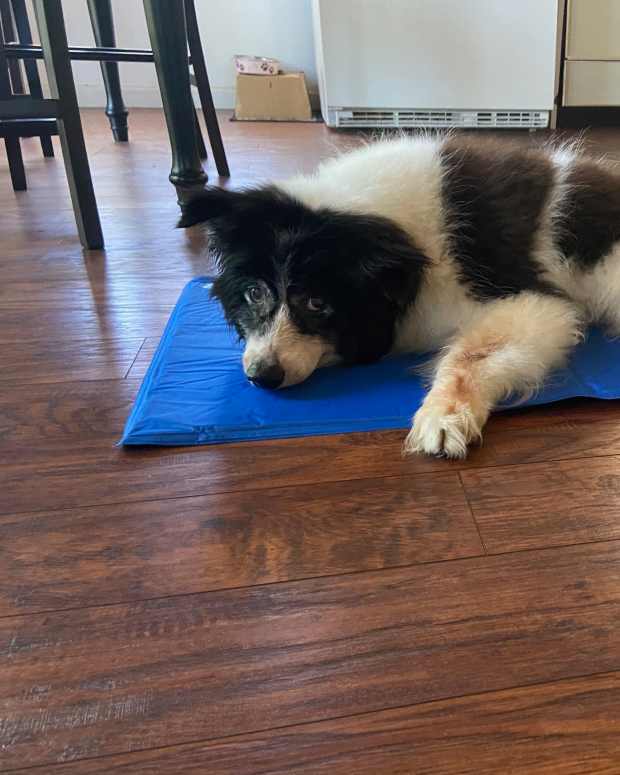 How to Rehydrate Your Dog After Vomiting PetHelpful