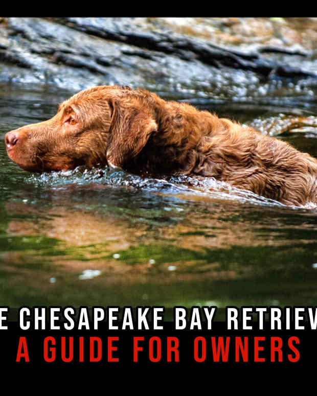 the-chesapeake-bay-retriever-a-guide-for-owners