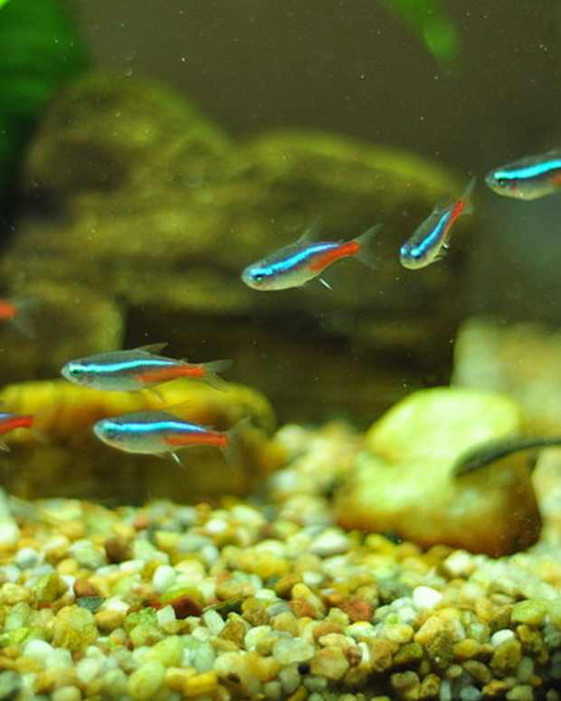 Brightly Colored Tropical Freshwater Fish Crossword Clue