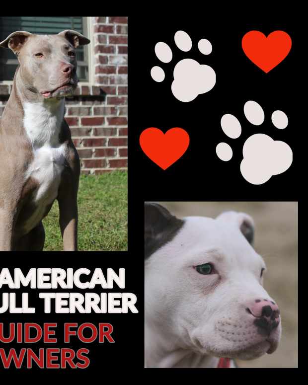 the-american-pit-bull-terrier-a-guide-for-owners