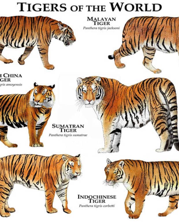the-big-cat-series-tigers-of-the-world