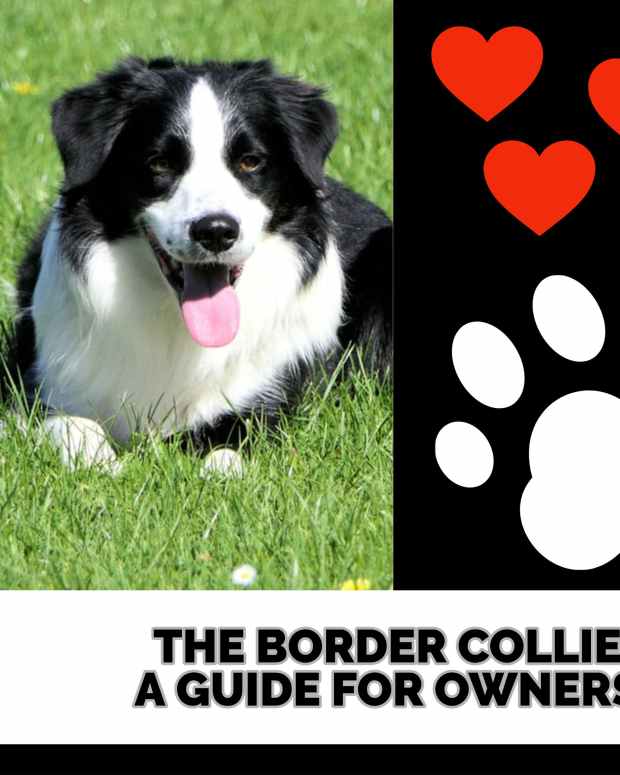 the-border-collie1