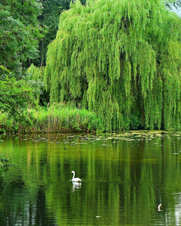 willow-trees-features-uses-and-interesting-discoveries