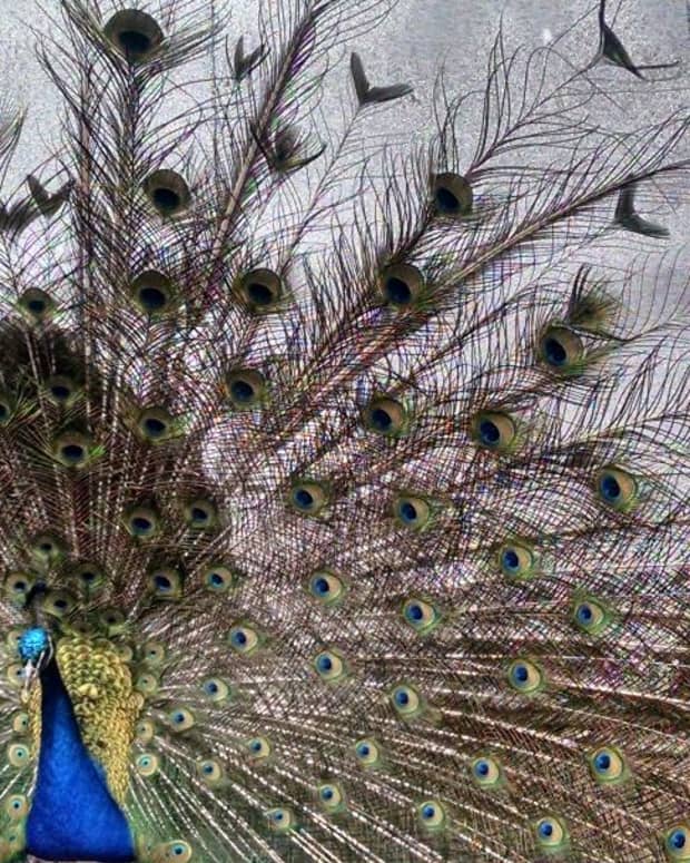 magnificent-peacocks-the-story-of-pete