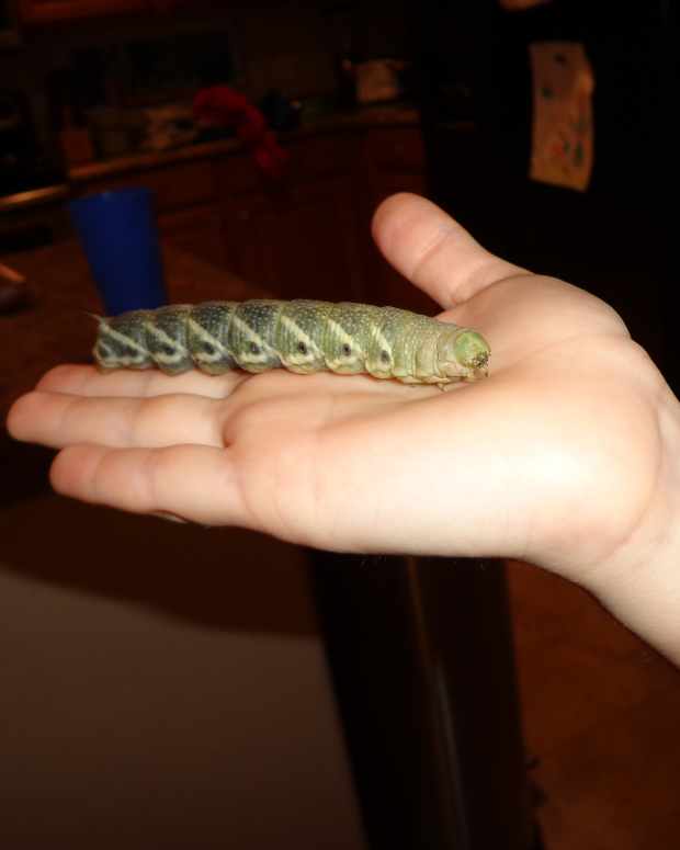 truly-ugly-caterpillar-and-the-amazing-moth-it-becomes