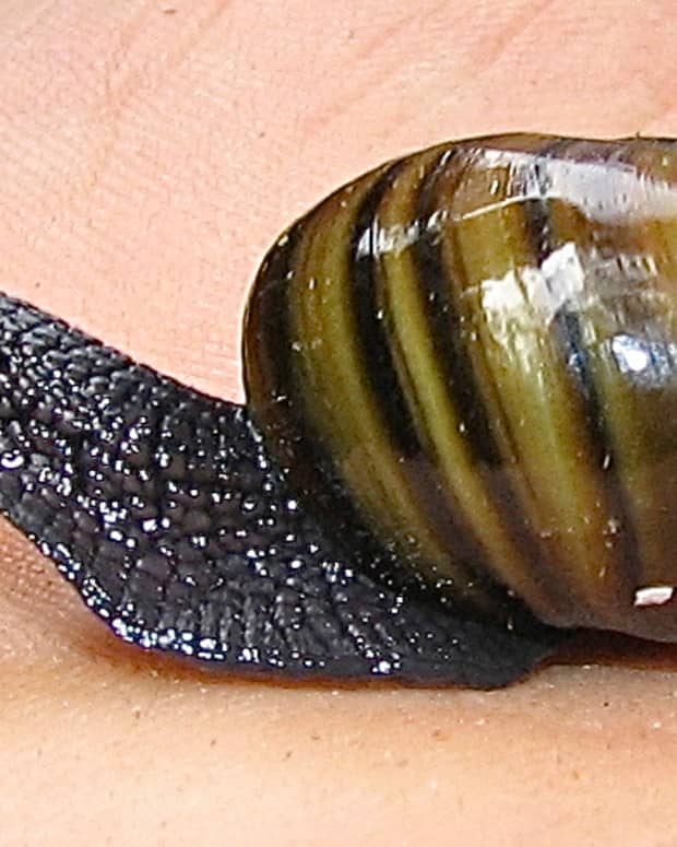 fascinating-mollusks-giant-african-and-new-zealand-land-snails