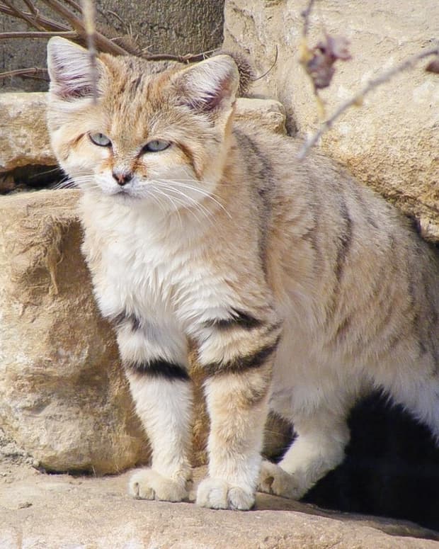 the-sand-cat-a-small-and-beautiful-wild-animal-of-the-desert