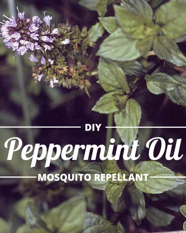 Lavender Bug Repellent Spray Recipe SkyAboveUs