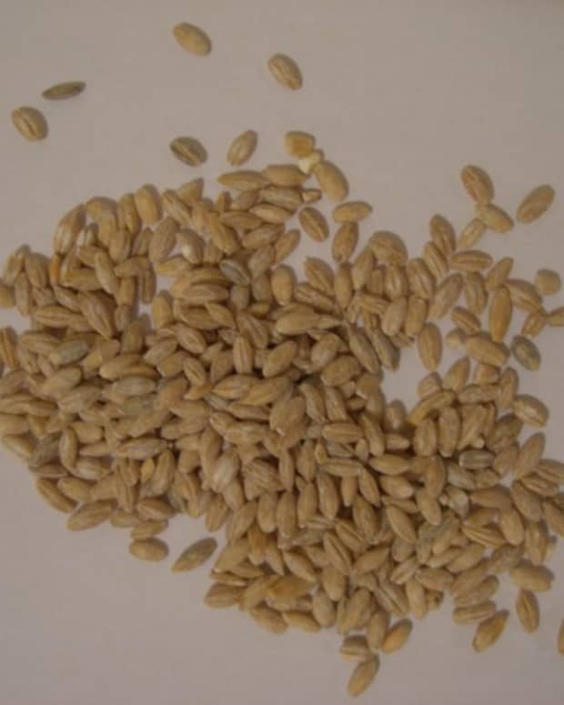 the-nutritional-and-health-benefits-of-barley