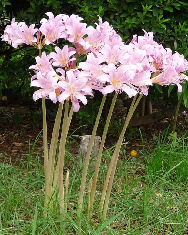 how-to-grow-resurrection-lily-surprise-lily
