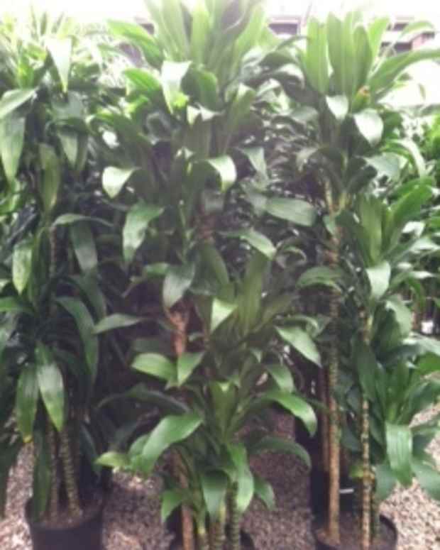 How to Care for Mass Cane (a.k.a. Corn Plant or Dracaena Massangeana) Dengarden Home and Garden