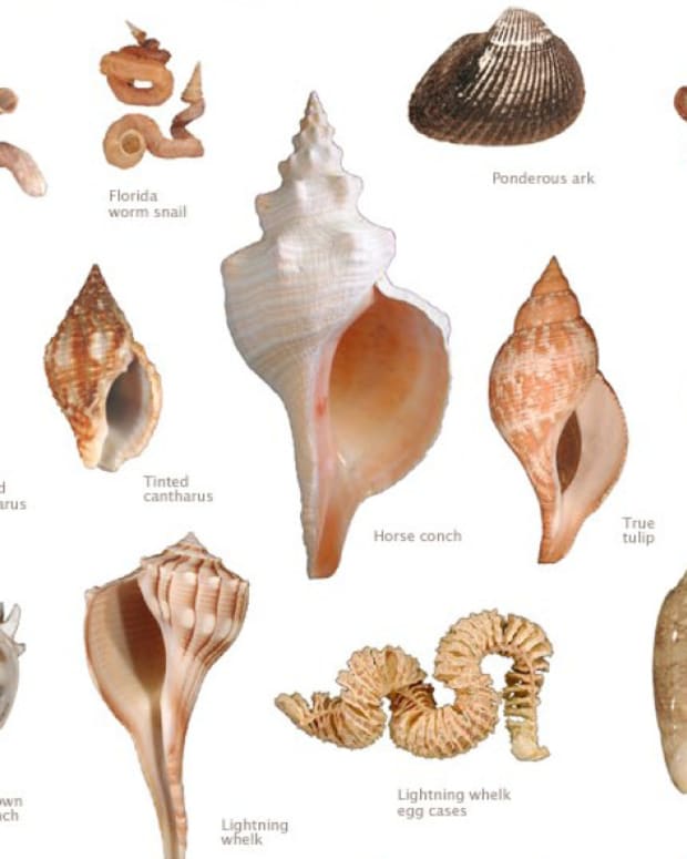 collecting-seashells-in-florida
