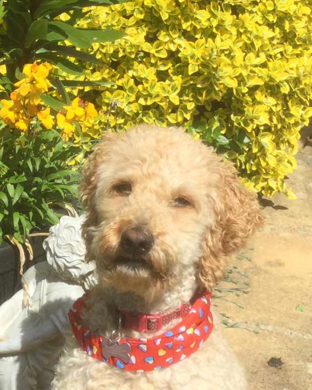 5 Best Annual Garden Flowers That Are Easy to Grow Dengarden