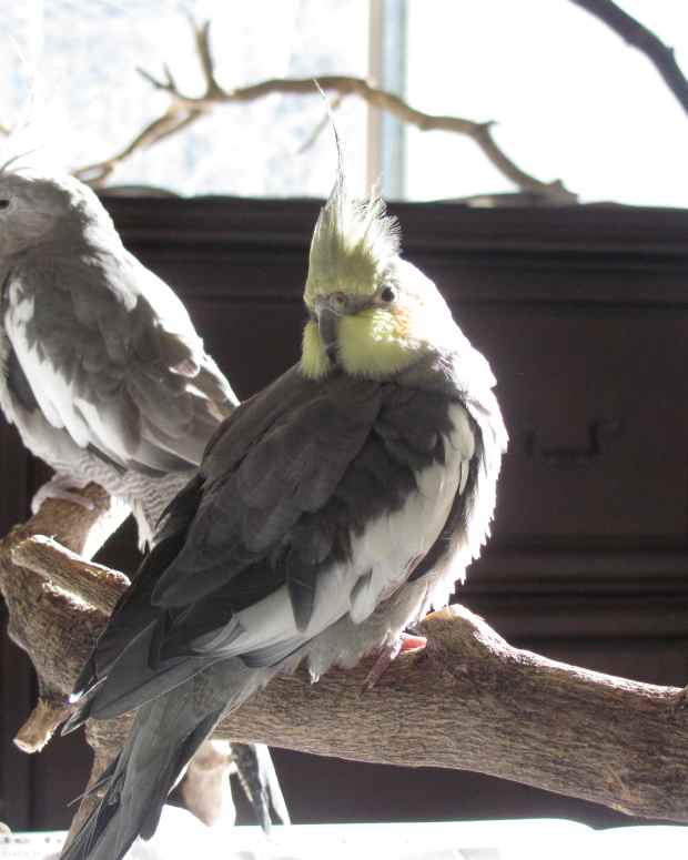 Ethics of Keeping Pet Birds Is It Cruel to Keep a Bird in a Cage