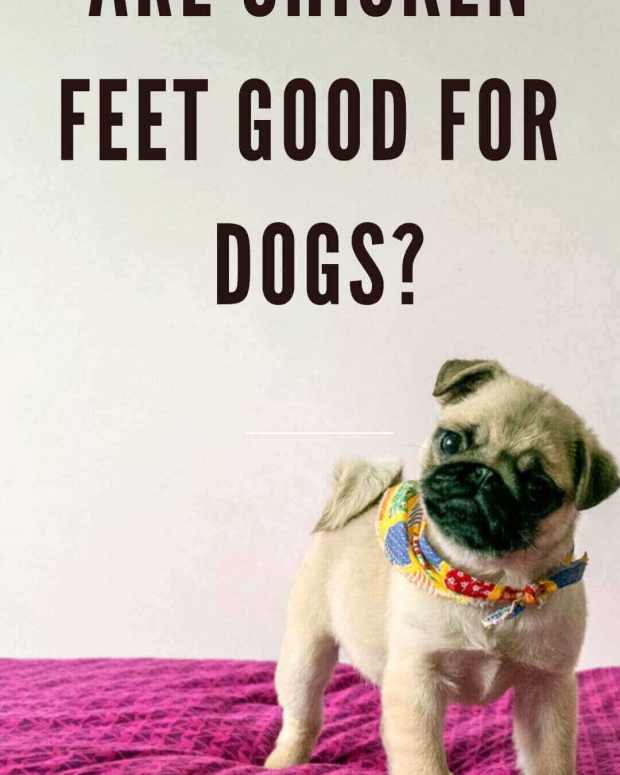 How to Dry Up a Dog's Milk and Help Mom Stop Producing PetHelpful