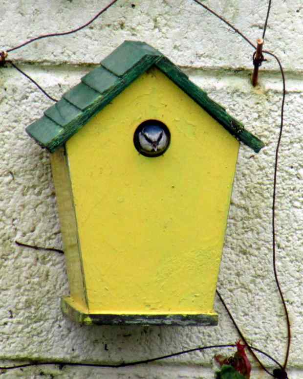 blue-tits-nesting-in-my-garden-in-a-bird-box-birds-nest-chicks-baby-tit-eggs-hatching-fledglings