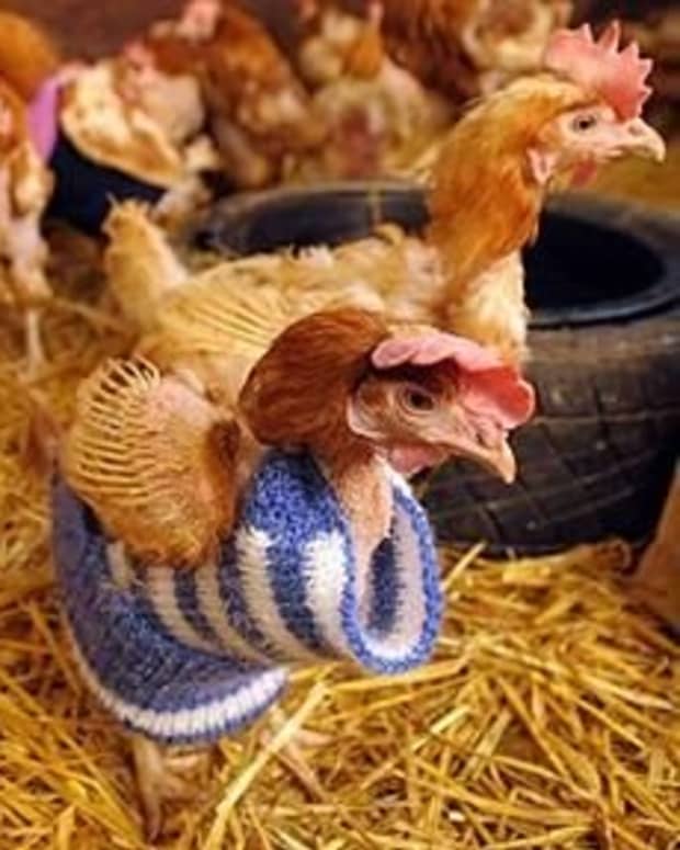 Farm Animal Knitting Patterns- In the Loop Knitting