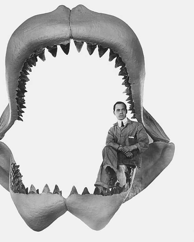 is-the-megalodon-shark-still-alive＂>
                </picture>
                <div class=