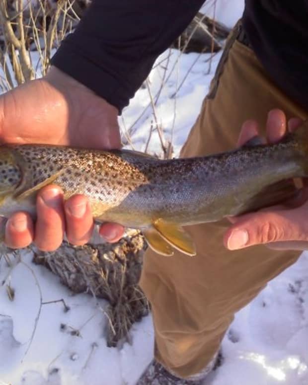 a-complete-guide-to-fishing-for-trout