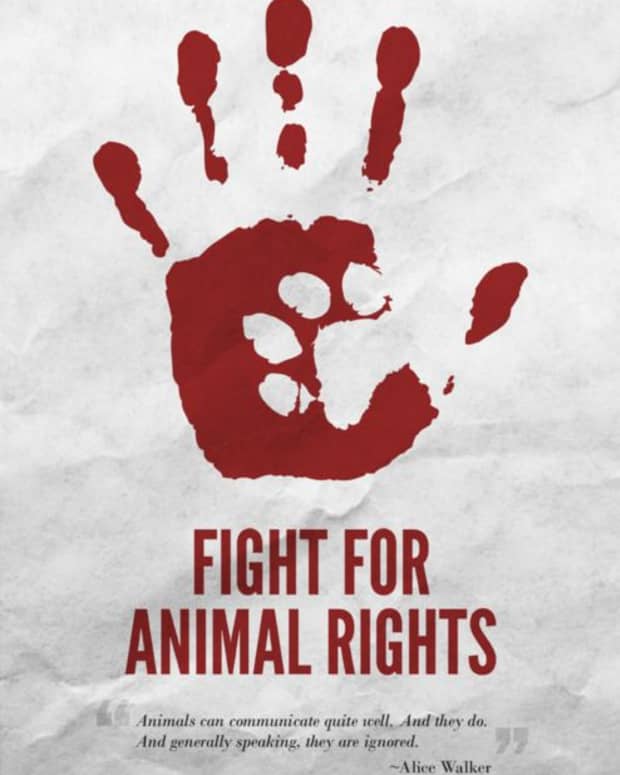 an-analysis-of-animal-rights-and-peter-singers-animal-liberation