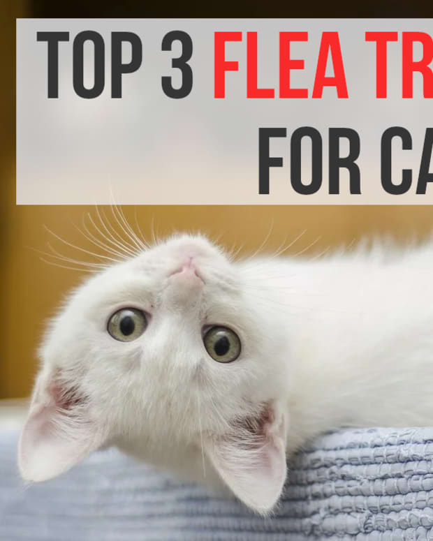 best-flea-treatments-and-prevention-for-cats