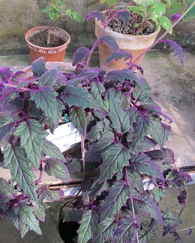 how-to-grow-purple-passion-plant-velvet-plant
