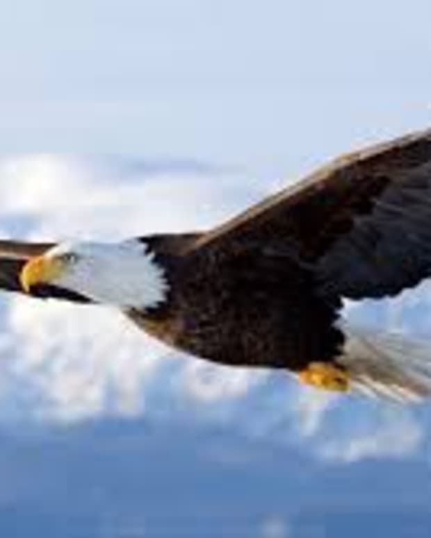 six-fascinating-lessons-from-the-eagle