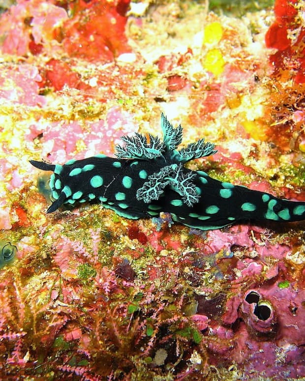 beautiful-sea-slugs-and-facts-about-marine-gastropods