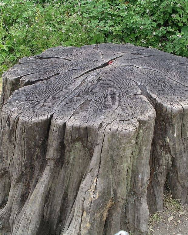 the-master-and-the-stump