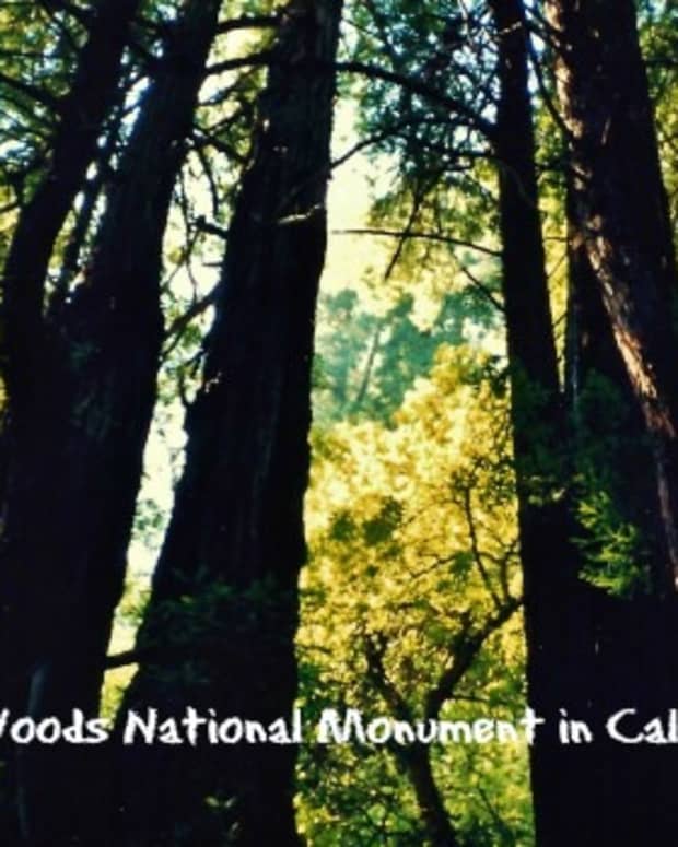muir-woods-national-monument-old-growth-forest-near-san-francisco