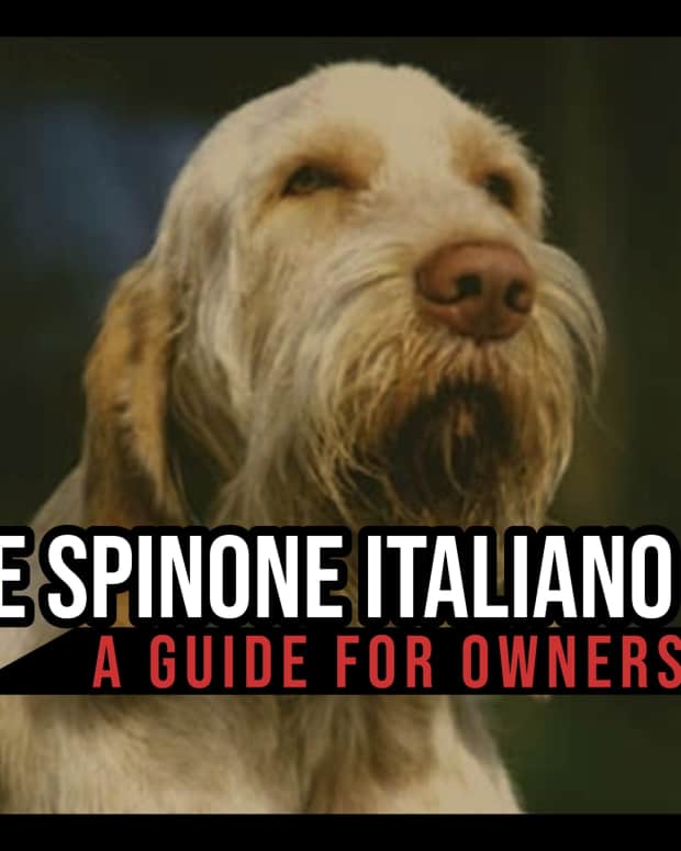 the-spinone-italiano-a-guide-for-owners