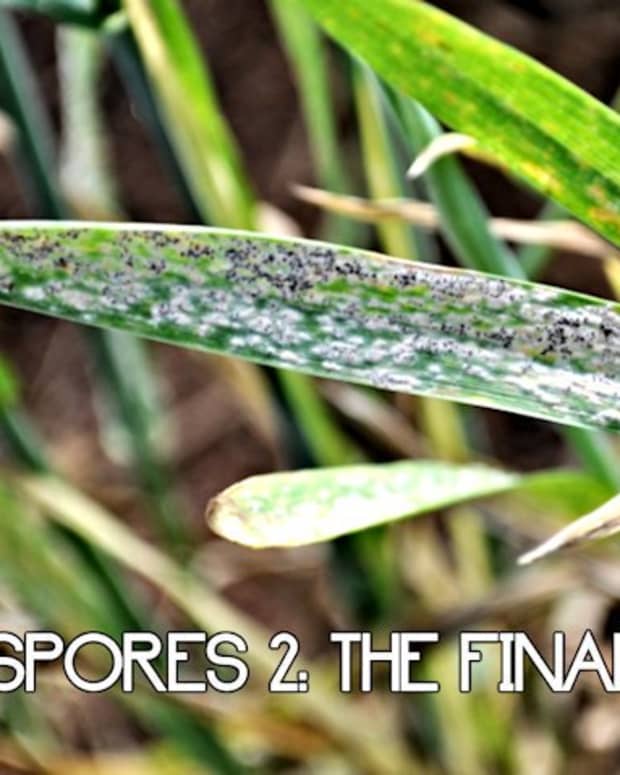 spores-the-final-assault-10