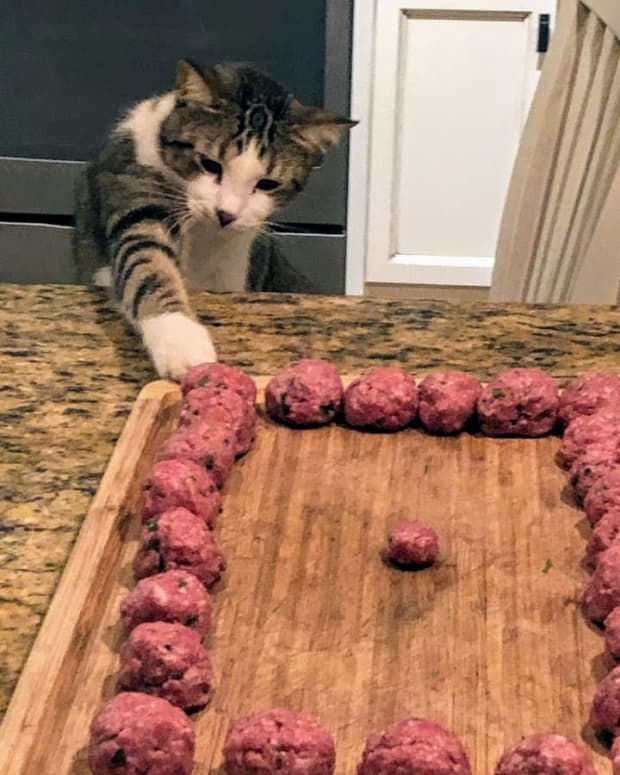 keep-your-paws-off-my-meatballs