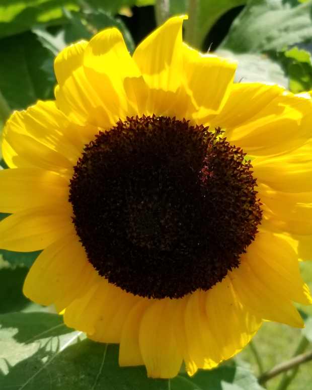 Moon, and other acrostic poems LetterPile