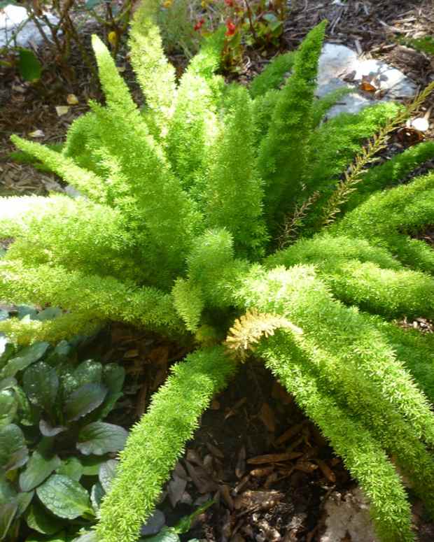 10 Reasons to Plant (and How to Propagate) the Foxtail Fern Dengarden