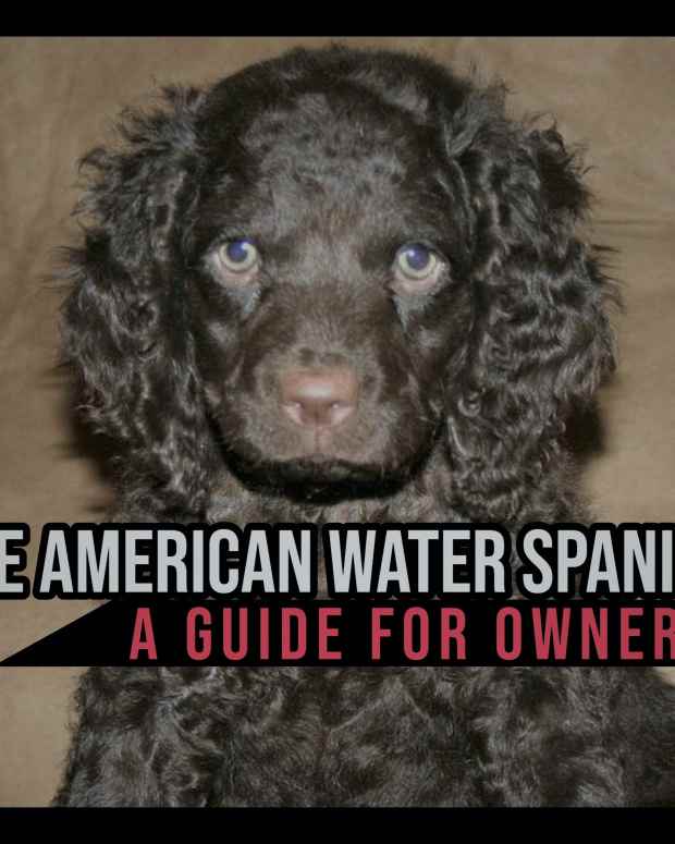 the-american-water-spaniel-a-guide-for-owners