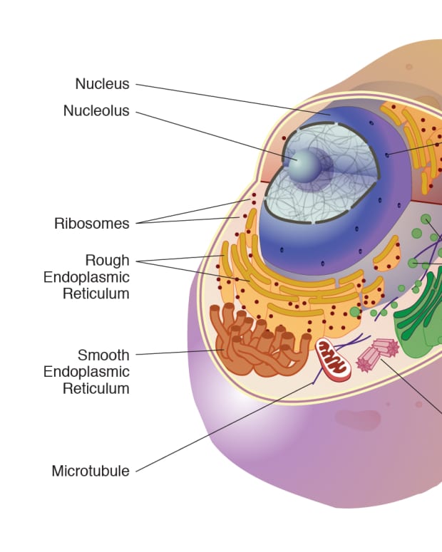 autophagy-mechanisms-and-effects-removing-cell-components