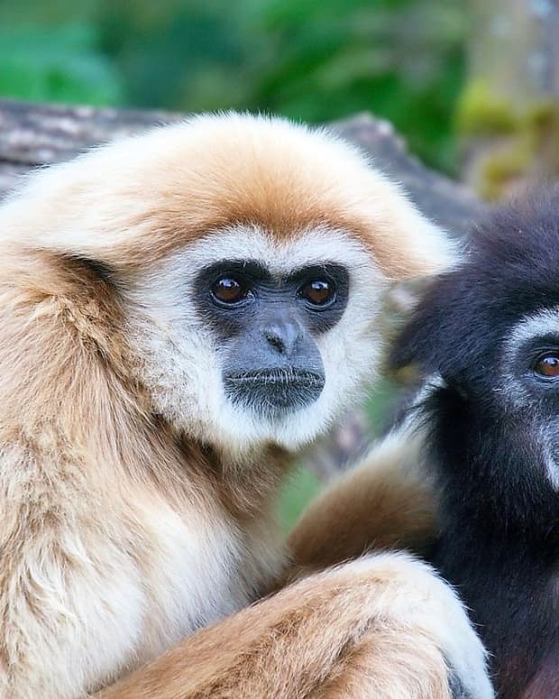 gibbon-facts