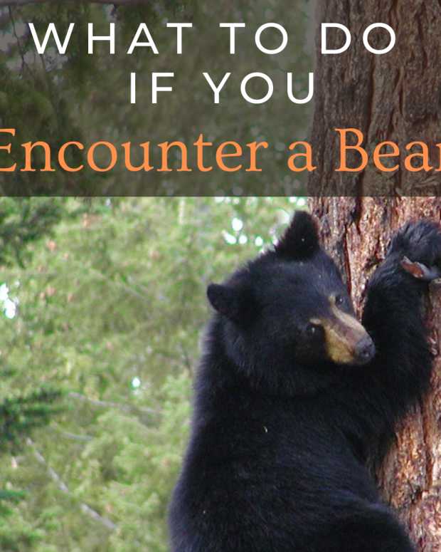 Tips for Camping in Bear Country With Kids SkyAboveUs