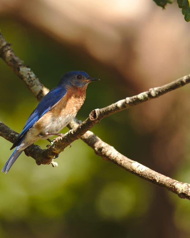 bluebirds-in-the-backyard