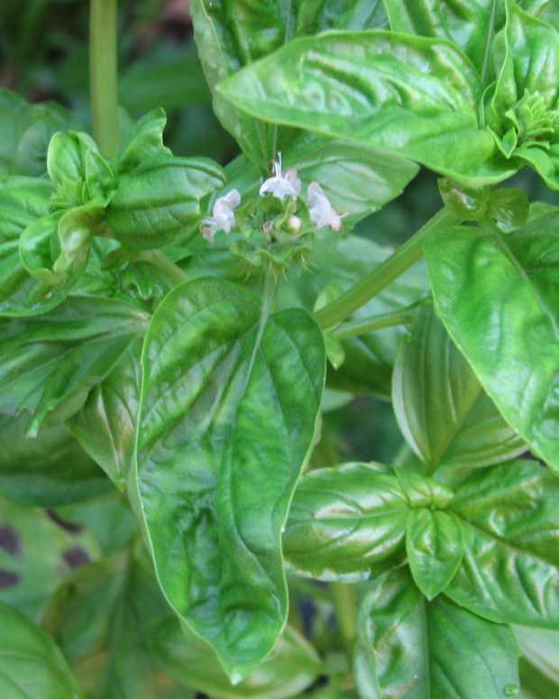 Growing western herbs in the tropics- Malaysia and Asia-my 