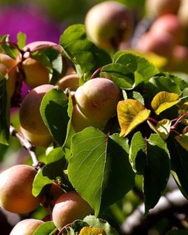 health-benefits-of-apricot-and-apricot-seed