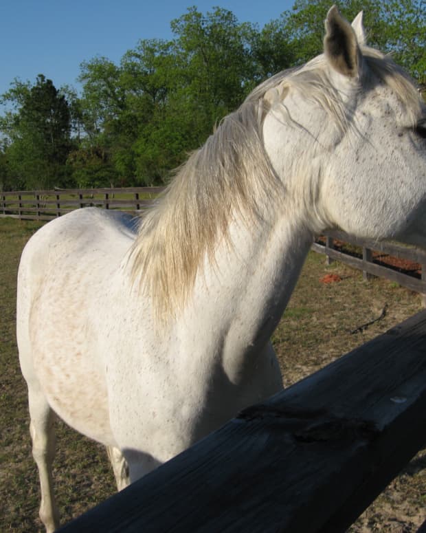free-horses-horses-for-adoption