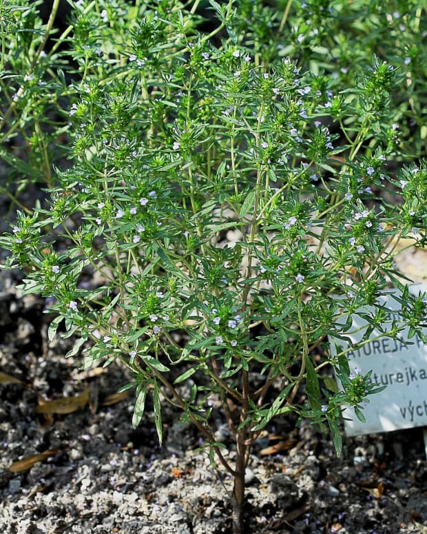 the-summer-savory-plant-a-fresh-or-dried-herb-for-flavor-and-aroma