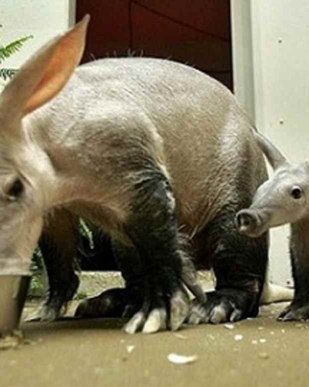 letter-a-is-for-aardvarkslearn-about-them-here